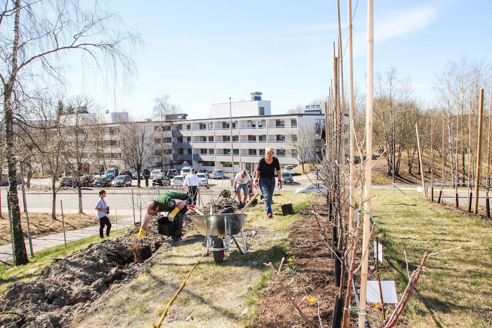NYE EPLETRÆR: Nå plantes 30 nye epletrær i Kunnskapshagen på Stovner. Til sammen er det 61 trær – og flere skal det bli. Foto: