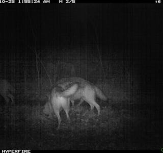 Bilde av ulvene i Østmarka tatt av vilkamera. Foto: