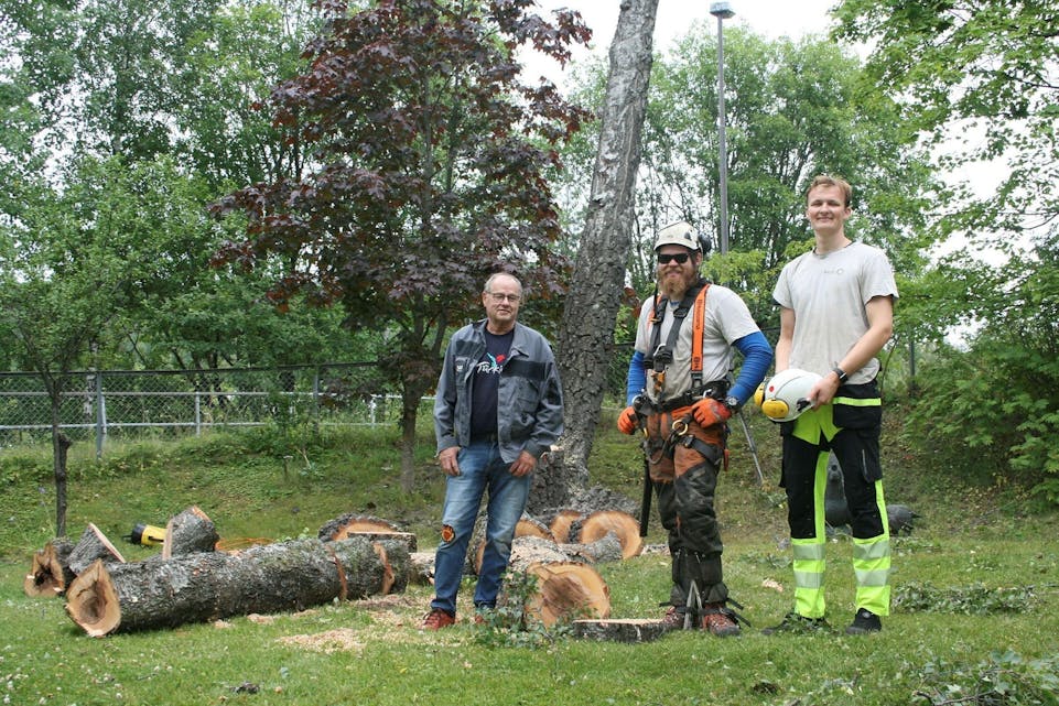 HALVVEIS: Mats Granøien (midten) og lillebror Jonas Granøien har fått hjelp av avisas egne vaktmester Jan Ove Hesselberg (t.v.) med å fjerne treet. På stammene rundt kan du se et mørkt parti i midten, dette er råte. Foto: Caroline Hammer