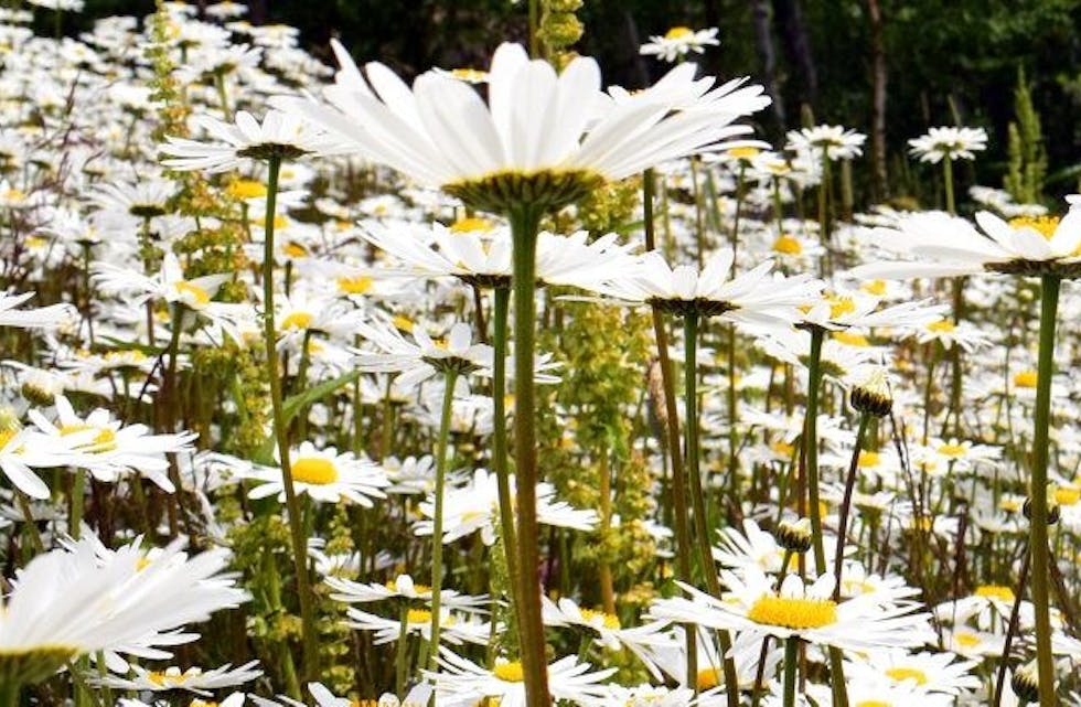 BLOMSTERHAV: Finn Jensen elsker å ta bilder av blomster, noe vi absolutt støtter når han gjør det på denne måten. Foto: