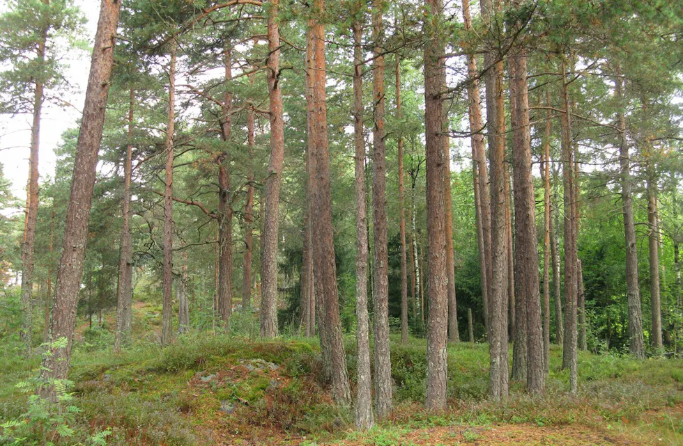 Illustrasjonsbilde. Foto: