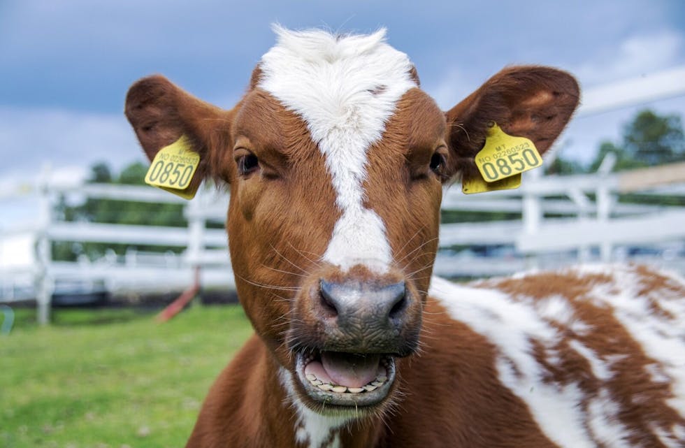 MØØØ: Det kan se ut til at denne kua har noe på hjertet. (Foto: Margret Lenschow Ofrim). Foto:
