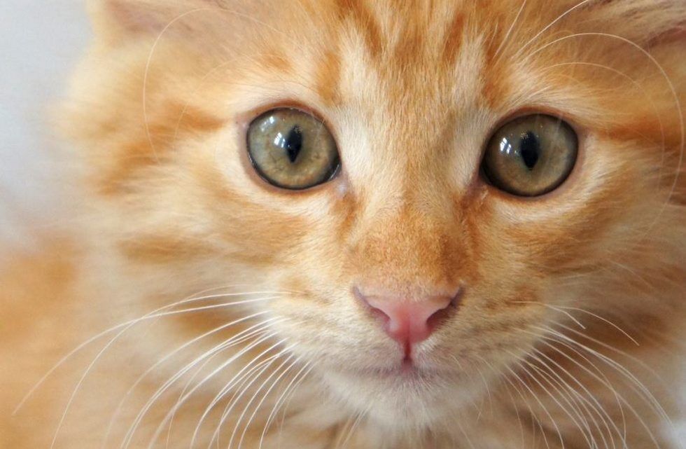 Dyrebeskyttelsen Norge krever at det blir obligatorisk å ID-merke dyrene. Foto: