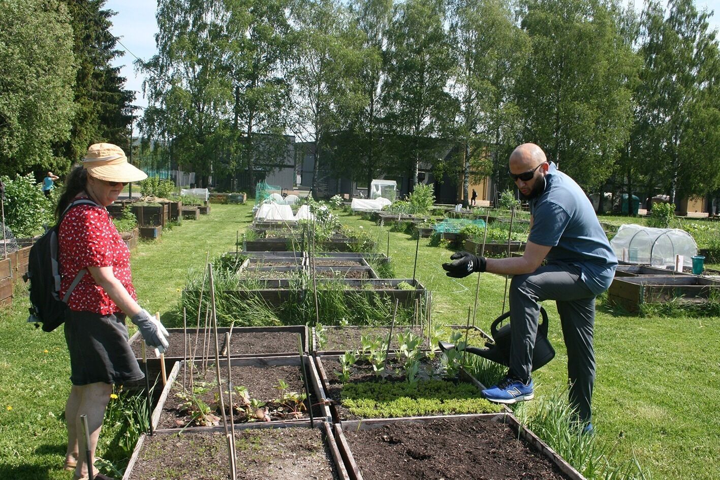 SPIRER OG GROR: Anne Grethe Orlien og Jaouad Benali trives godt sammen i parsellhagen. Benali er også med på andelsgården. Foto: