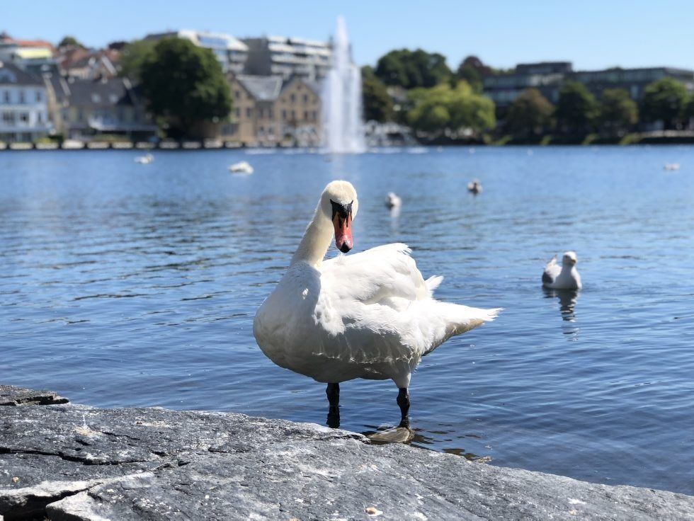 TETT PÅ SVANA: Denne svana ved Breiavatnet i Stavanger viser seg å ikke være så beskjeden. Foto:
