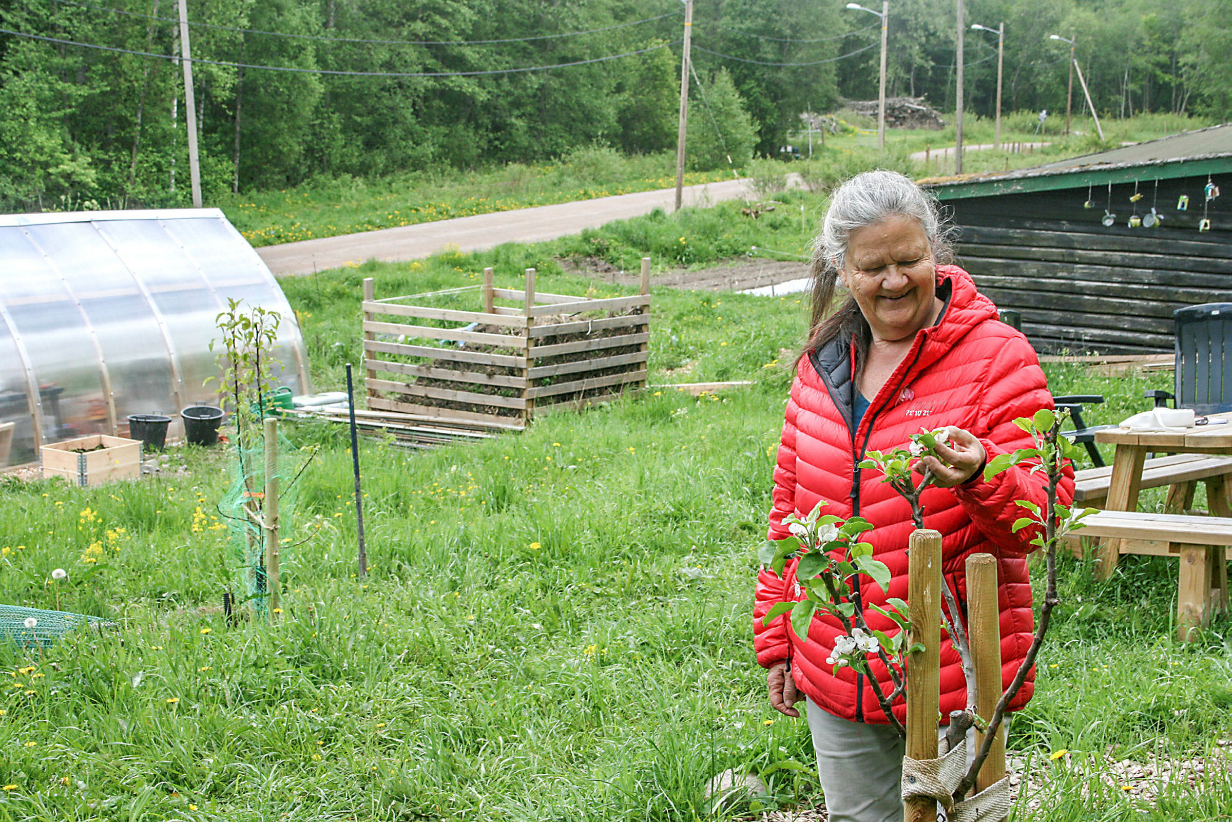 GROR OG SPIRER: Anne Grete Orlien beundrer blomstene på epletreet. Der er det håp om gode epler til høsten. I bakgrunnen er det helt nye drivhuset, som ble endelig godkjent samme dag som avisa møtte Orlien. Foto: Caroline Hammer