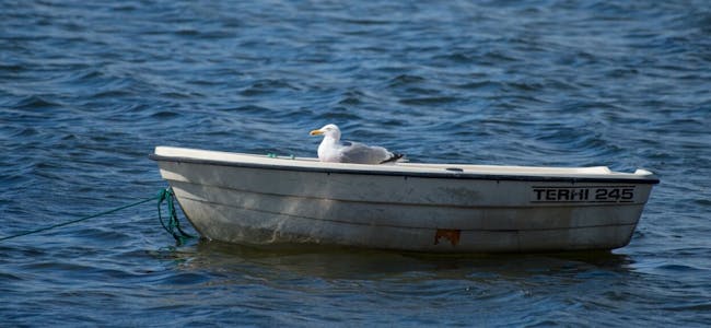 SHIP O’HOI: Kaptein hvitskjegg har funnet sin plass i en jolle på Hvaler. (Foto: Roger Pihl) Foto: