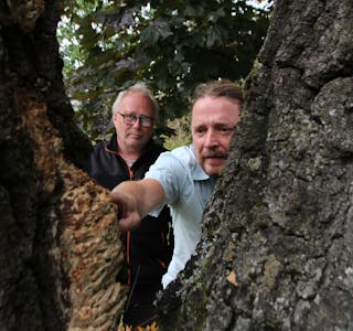 FARE PÅ FERDE: Helge Braathen (i front) og Ben Borgen har funnet trappepiggsopp på bjørka i avishagen. Foto: