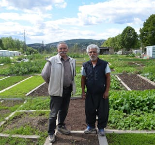 STORTRIVES: Sohrab Salimi og Brakas Mohammadi stortrives i Nedre Stovner parsellhage. Foto: