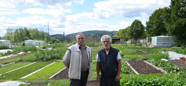 STORTRIVES: Sohrab Salimi og Brakas Mohammadi stortrives i Nedre Stovner parsellhage. Foto: