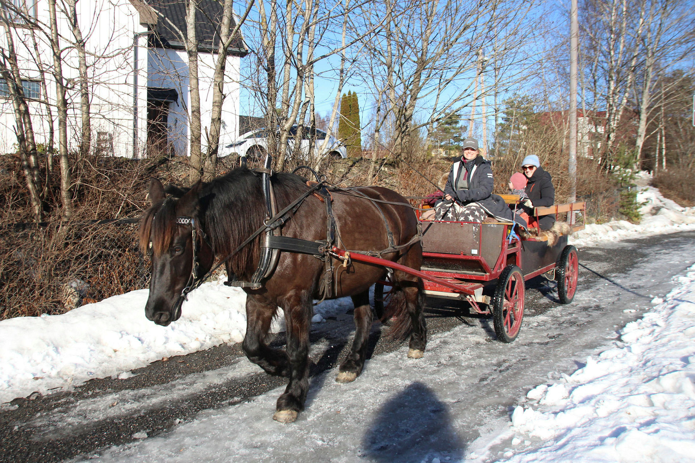 SIGHTSEEING PÅ FURUSET: Hesten Flora tar deg med på tur rundt i nærområdet. Foto: Mina Wathne