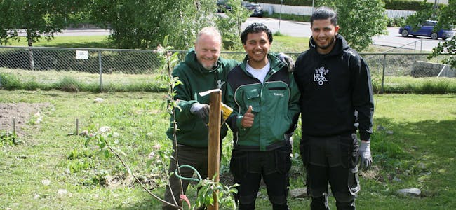 STOLTE TREPLANTERE: Byrådsleder Raymond Johansen (Ap, f.v.) plantet sitt første tre, med god hjelp fra Sahir og Hasnain, som er treeksperter i Líf Laga. Foto: Caroline Hammer