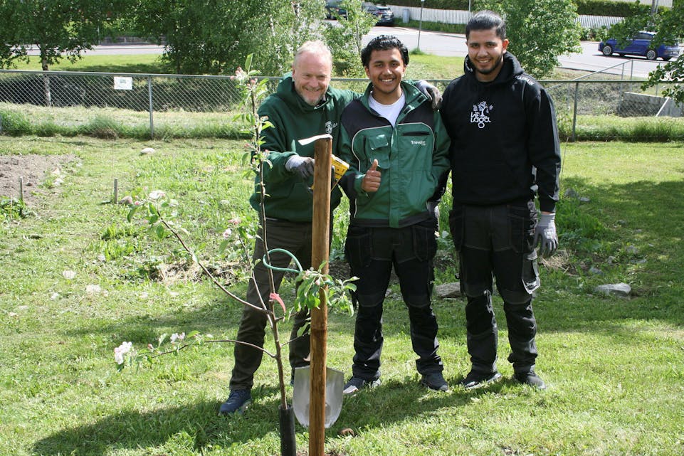 STOLTE TREPLANTERE: Byrådsleder Raymond Johansen (Ap, f.v.) plantet sitt første tre, med god hjelp fra Sahir og Hasnain, som er treeksperter i Líf Laga. Foto: Caroline Hammer