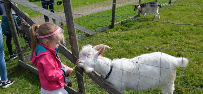 GODE VENNER: Henriette ble god venn med geitene på gården. Foto: