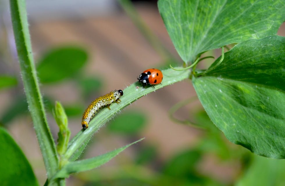 HVA SKJER’A? Det ble ingen rivaliserende kamp om stilken da denne larven og marihøna kom på kollisjonskurs i blomsterbedet til fotograf Kristin Lenschow. Foto: