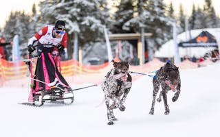 I FARTA: Viktor Sinding-Larsen og hundene hans i aksjon under VM. Foto: Cilje Helene Abelsen Moe