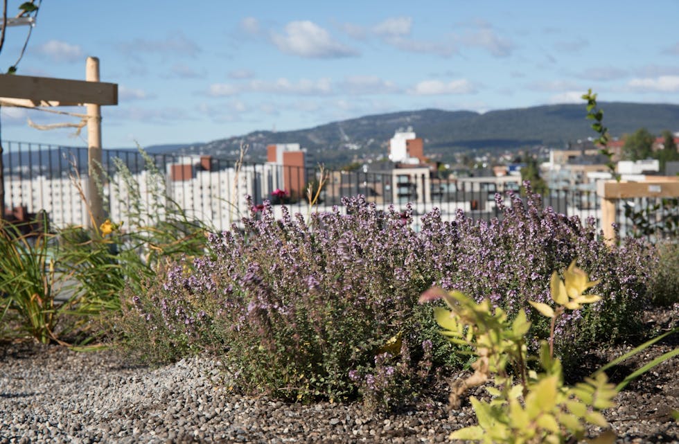 SPEKTAKULÆR UTSIKT: Og litt røsslyng på taket. Ikke hverdagskost på Økern. Foto: Oslo Pensjonsforsikring