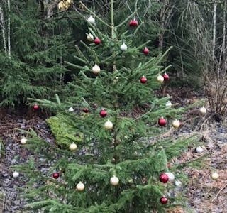 JULEPYNTET: Noen har pyntet et tre i skogen på Tonsenhagen, til glede for alle naboer. Nå har noen av kulene blitt kastet vekk og knust. Foto: