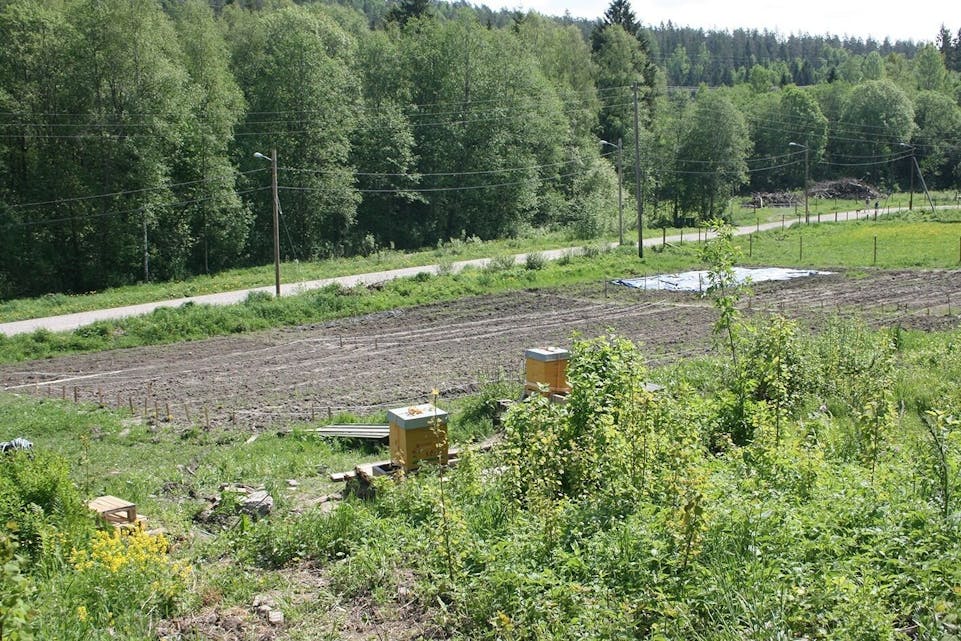 ENGA: På husmannsplassen Enga er årets grønnsaker sådd. Biene i bikubene foran lager ivrig honning, og enser ikke mennesker selv når man står rett ved siden av. Foto: