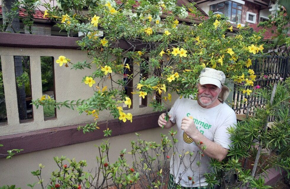 BLOMSTRENDE WULFF: Det krever mye vedlikehold, selv med en enkel liten hage når man bor i tropisk strøk. Denne «Allamanda»-planten blomstrer uavbrutt og henger over muren ut mot gatepartiet - alltid gul og levende. Foto:
