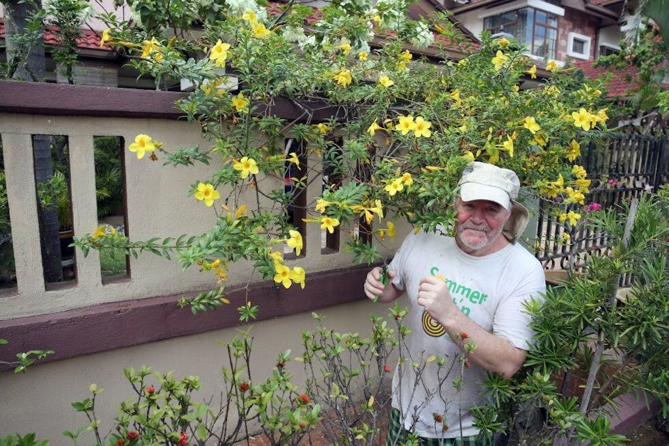 BLOMSTRENDE WULFF: Det krever mye vedlikehold, selv med en enkel liten hage når man bor i tropisk strøk. Denne «Allamanda»-planten blomstrer uavbrutt og henger over muren ut mot gatepartiet - alltid gul og levende. Foto: