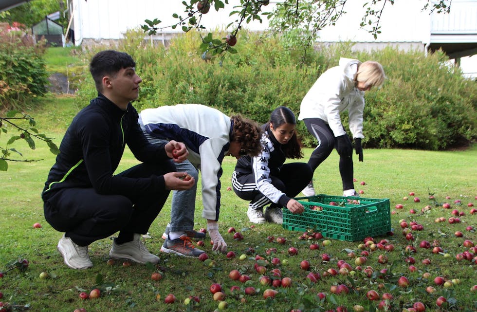 HJELP I HAGEN: Vedlikehold av hagen, maling av gjerder, vasking og rydding er alle arbeidsoppgaver ungdommen kan bidra med. I fjor var flere av ungdommene med Líf Laga rundt i nærmiljøets eplehager for å plukke epler. Foto: