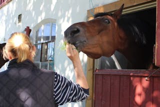 SISTE MATBIT: Hesten Salvador tar gjerne i mot en håndfull gress fra eier Bente Dørum. Men nå må Salvador og de andre 47 hestene ut av stallen på Ellingsrud. Foto: