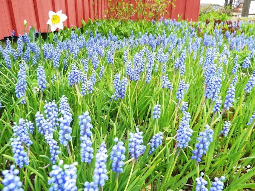 PERLEBLOMSTER: Vårtegn er å finne både i egen hage og på tur i marka. Foto:
