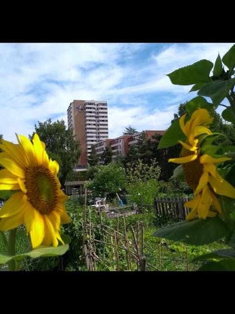 URBANT LANDBRUK: Trosterud parsellhage er et godt eksempel på urbant landbruk, her med solsikker i front og blokka i bakgrunnen. Foto: