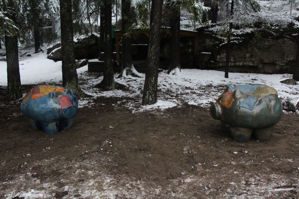 TRYNE MOT TRYNE: Grisene står med trynet vendt mot hverandre i det lille skogholtet i barnehagens uteareal. Foto:
