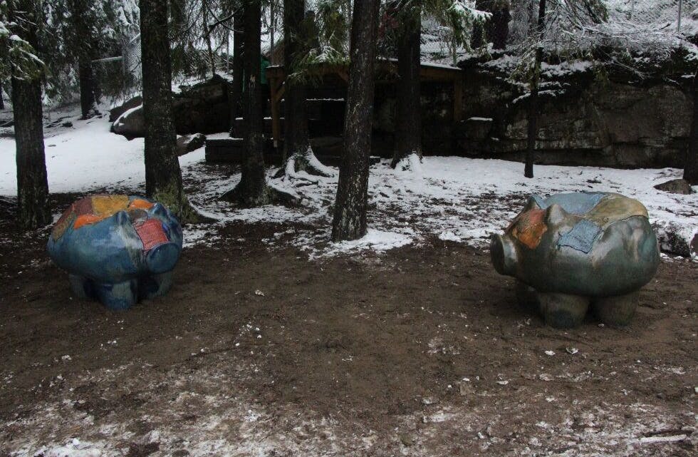 TRYNE MOT TRYNE: Grisene står med trynet vendt mot hverandre i det lille skogholtet i barnehagens uteareal. Foto: