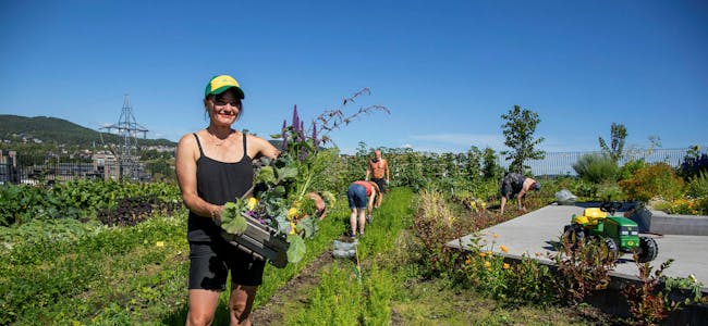GARTNER: Liv Opsahl er gartner i takhagen og ser fram til en ny sesong med planting på taket. (Foto: Oslo Pensjonsforsikring). Foto: x