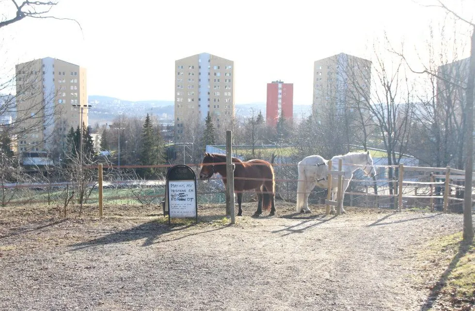 DYREHOLD: Privatpersoner som ønsker det kan leie plass i stallen. Her er det også høner som publikum kan hilse på. Foto: