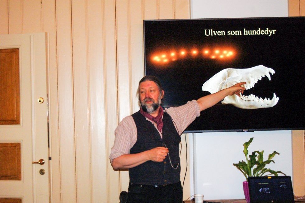 SKJÆRER: På skjermen vises et kranium fra ulv, og Petter Bøckman peker på de kraftige, skjærende jekslene «carnassialer» som rovdyr er avhengig av for å stykke opp maten. Foto: