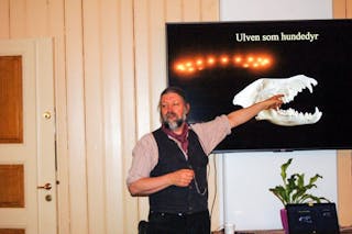 SKJÆRER: På skjermen vises et kranium fra ulv, og Petter Bøckman peker på de kraftige, skjærende jekslene «carnassialer» som rovdyr er avhengig av for å stykke opp maten. Foto: