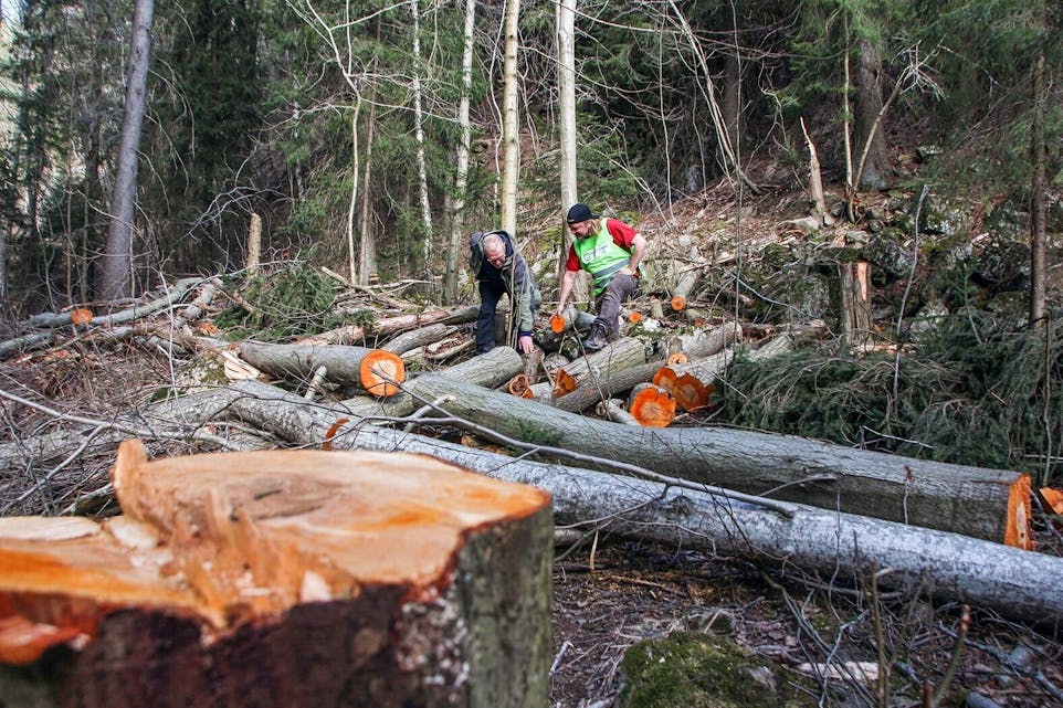 Frode O. Hansen (t.v.) i Lillomarkas Venner og Helge Braathen i Naturvernforbundet i Groruddalen inspiserer området hvor det er felt trær i Røverkollen naturreservat. Foto: