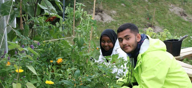 LÆRT NOE NYTT: Sumaya Elmy (18) og Danish Anwarnadz (16) hadde aldri drevet med hagearbeid før denne sommeren. Nå har de plantet og luket i to uker av ferien sin. Foto: Caroline Hammer