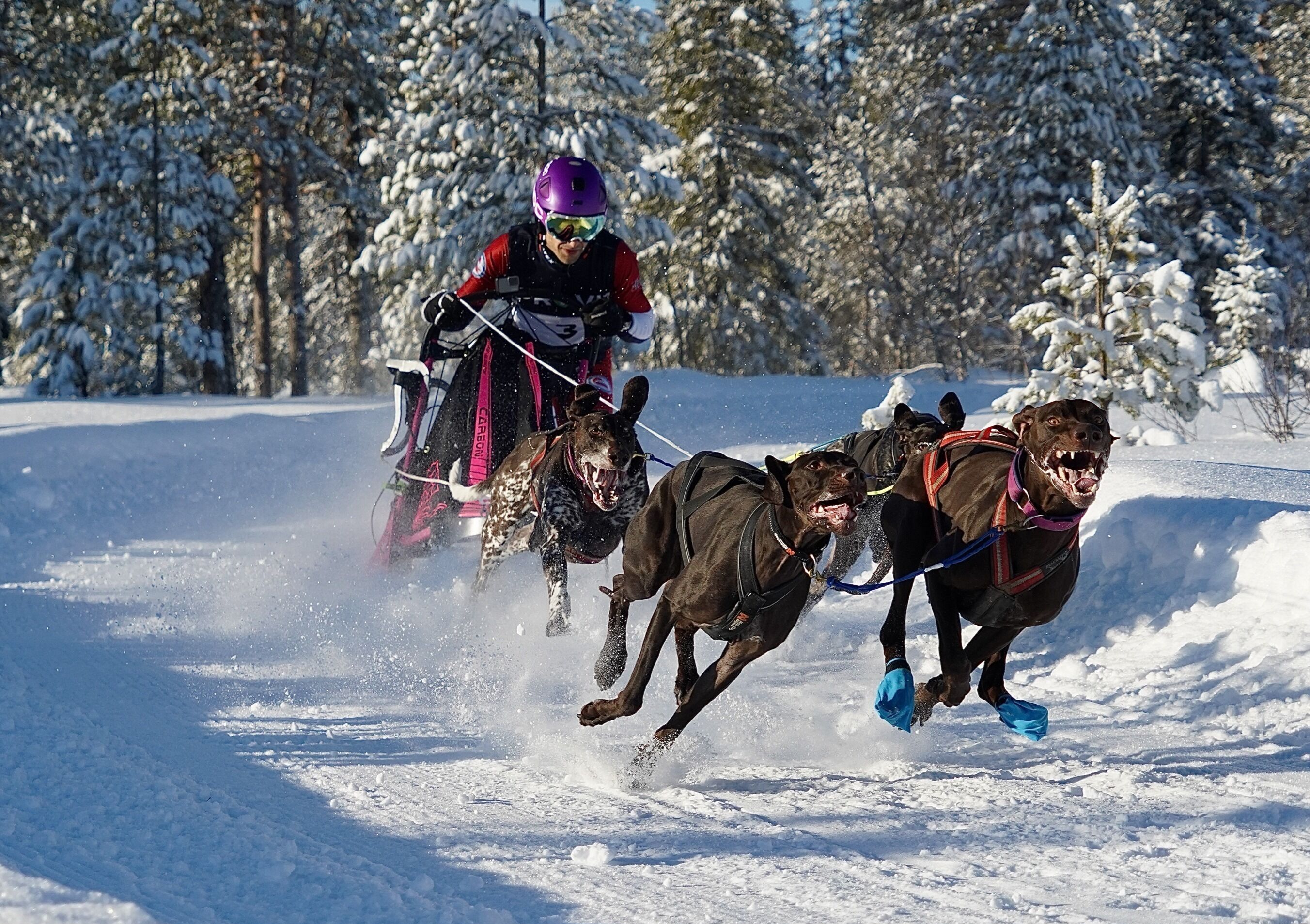 I AKSJON: Det gikk fort unna for Viktor Sinding-Larsen og hundene «Einar», «Petter», «Ea» og «Skye» under NM i 4-spann sprint på Gåsbu. Foto: Viggo Jørgensen