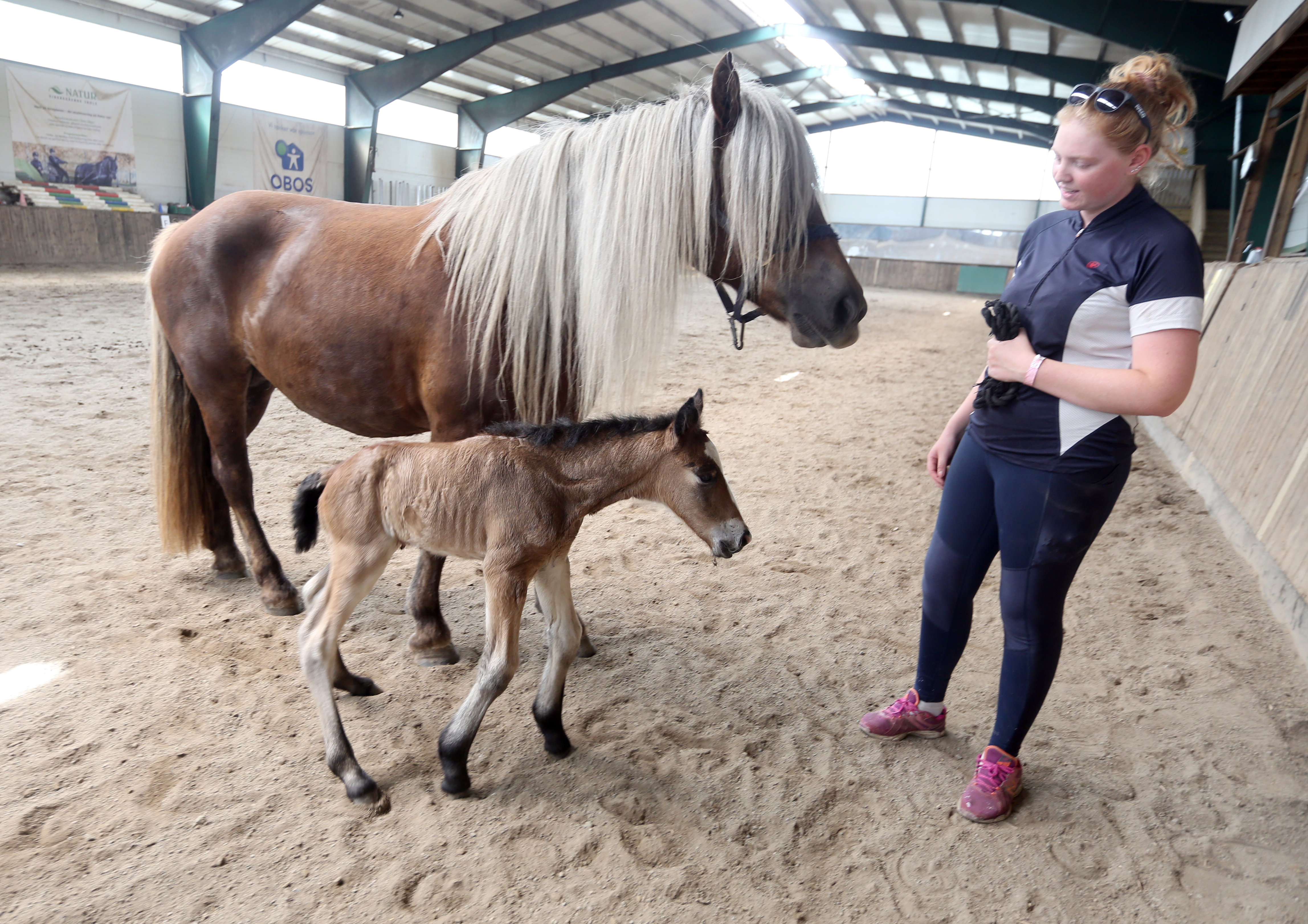 UNDER KONTROLL: Nestkommanderende ved Alna Ridesenter, Guro Jenny Strachan, passer på at både den nybakte moren Pia og nyfødte Alnas Eik har det bra når de er ute på sin første spasertur sammen.