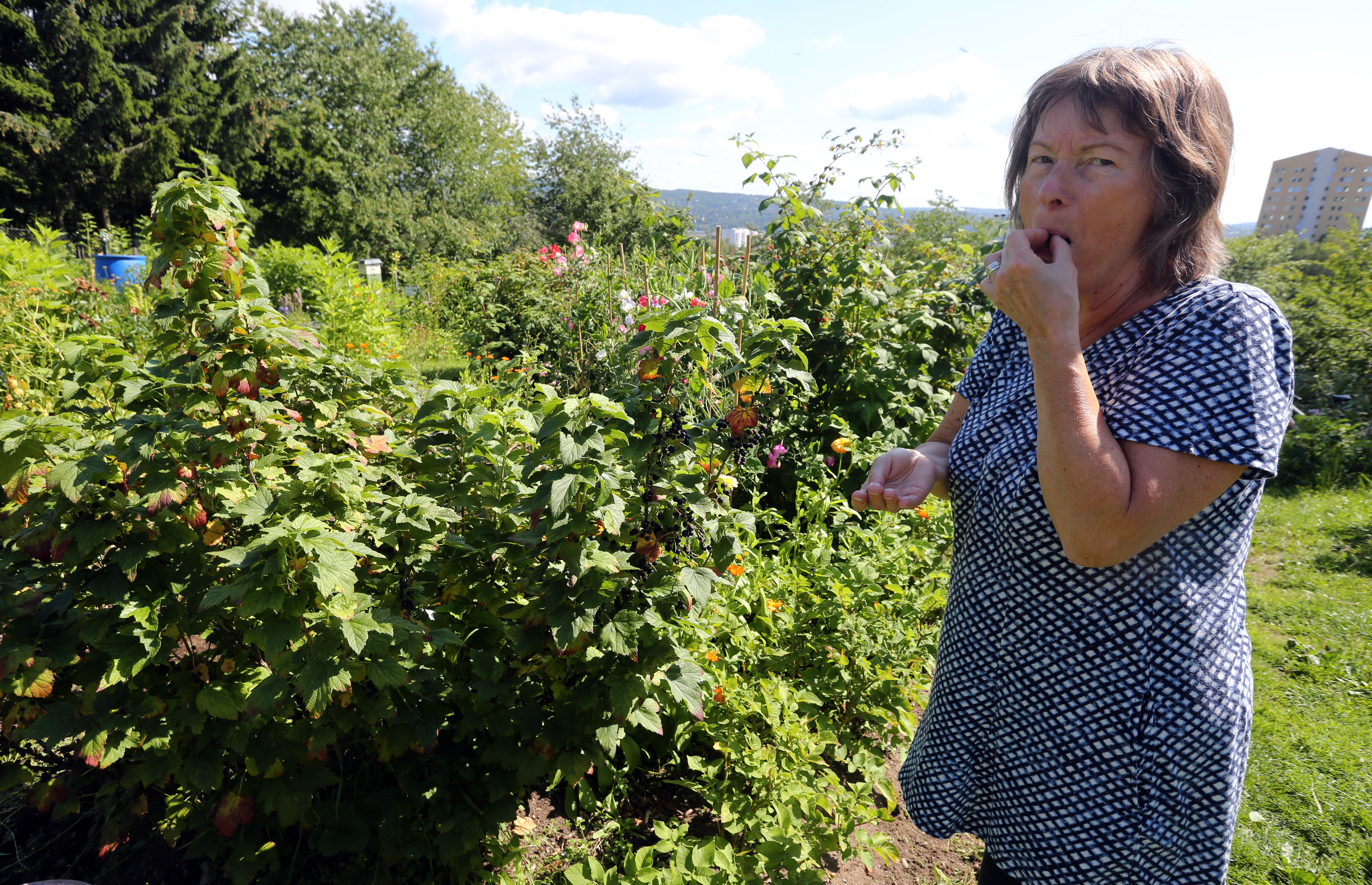 HIMMELSK GODT: Solbær og bringebærbuskene er juvelene i Bente Nordnes sin parsellhage. Her nytes til fulle en neve av førstnevnte bærsort.