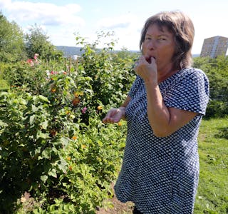 HIMMELSK GODT: Solbær og bringebærbuskene er juvelene i Bente Nordnes sin parsellhage. Her nytes til fulle en neve av førstnevnte bærsort.