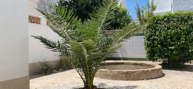 Den nye Grorudpalmen er på plass i hagen i Torrevieja. Der skal den få godt stell, og forhåpentligvis vokse seg enda større enn sin forgjenger, den som måtte gi tapt for sykdom for noen år siden.