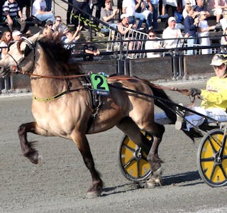 SUVEREN SEIER: Brenne Borken ble en suveren vinner av Norsk Derby for Kaldblodshester 2023.