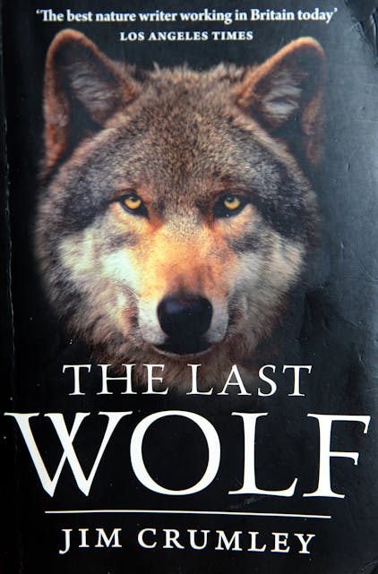 ANBEFALT ULVEINFORMASJON: Skal du skjønne hvorfor vi bør ha ulv blant oss, bør du lese denne boka!