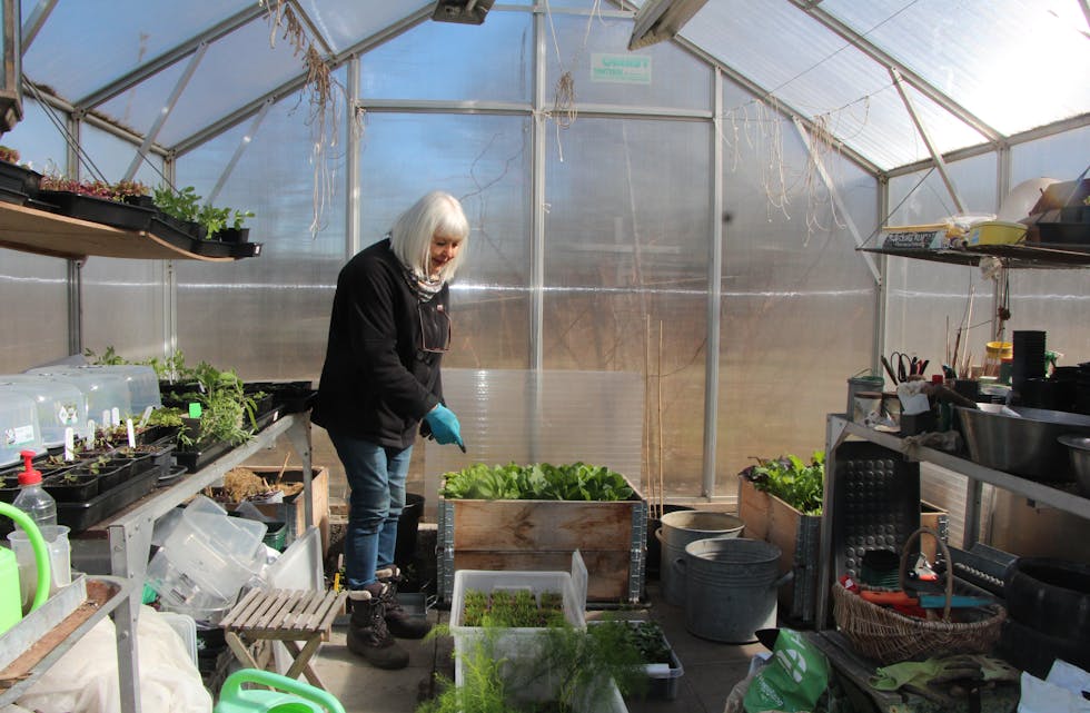SELVFORSYNT: I drivhuset dyrker Liv-Mette Gran flere salatsorter, gulrøtter, tomater og mer. I tillegg til alle grønnsakene i kjelleren er dette en stor del av deres beredskap for å være selvforsynt det neste året.