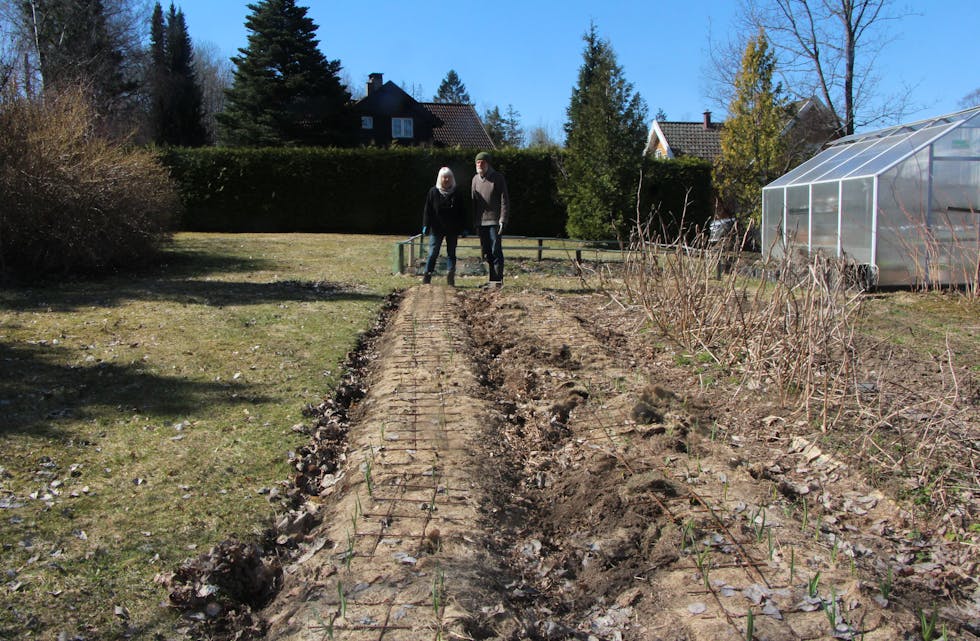 PASS PÅ GREVLINGEN: Har du litt plass i hagen, parsellen eller balkongen, kan du gro hvitløk. Er du heldig, slipper du at grevlingen kommer på nattbesøk slik som i hagen til ekteparet Gran. Løken de dyrker nå skal vare i hele vinter.