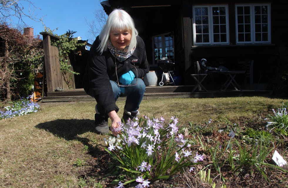 BLOMSTRER TIDLIG: Snøstjerne er en av blomstene som blomstrer tidlig på våren og tåler både kulde, sol og vind. Sammen med løkplanter pynter disse blomstene opp hagen til Hagelag-lederen Liv-Mette Gran.