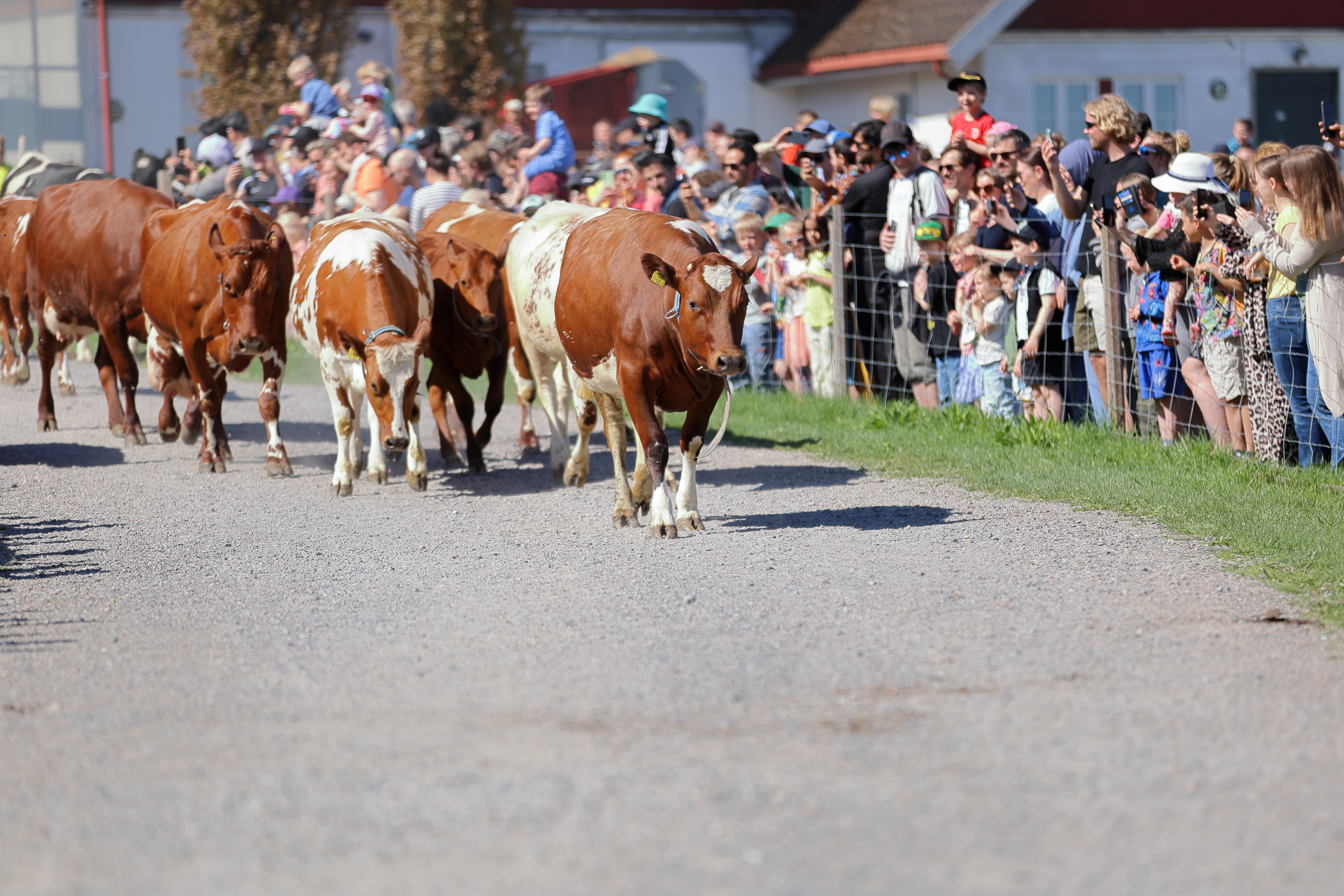Ettersom Nordre Lindeberg gård er en besøksgård, er kyrne vant til å ha mennesker rundt seg.
