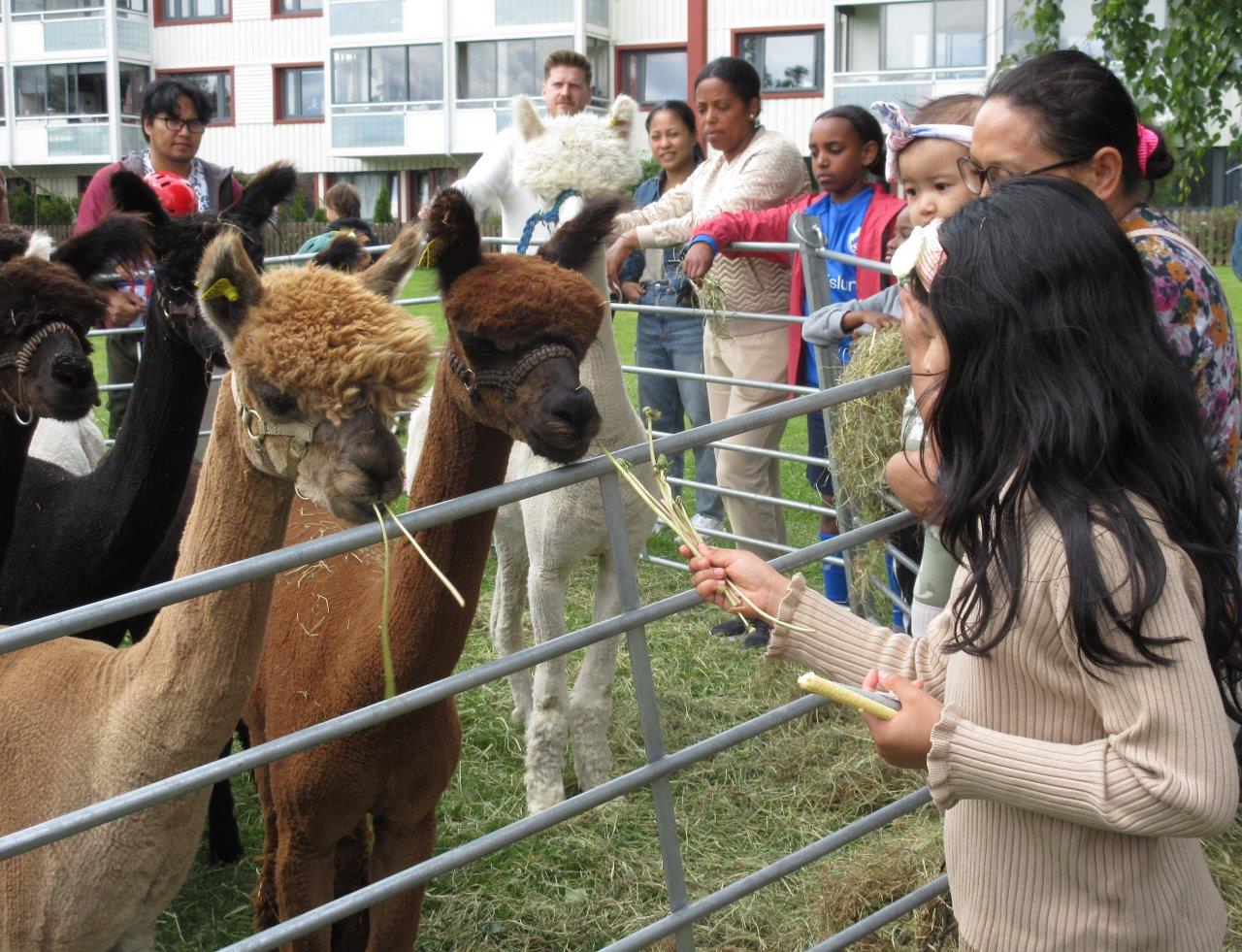 POPULÆRE GJESTER: Alpakkaene sjarmerte og ble varmt mottatt på Rødtvet. 