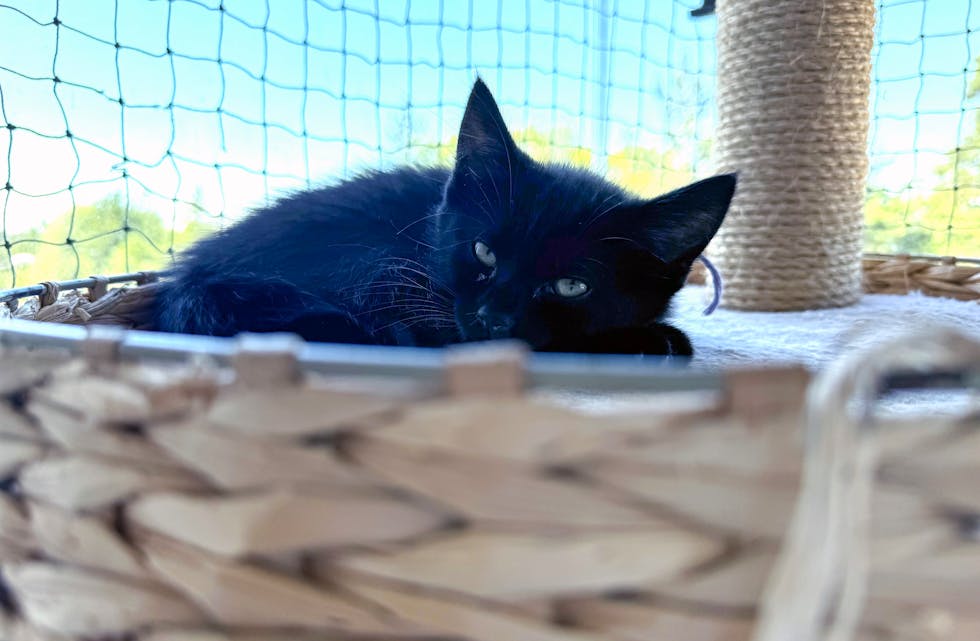 TRYGT PÅ TVEITA: En avslappet og tilfreds kattunge lar fotografen komme tett på.